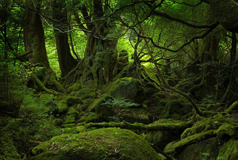 yakushima-3.jpg