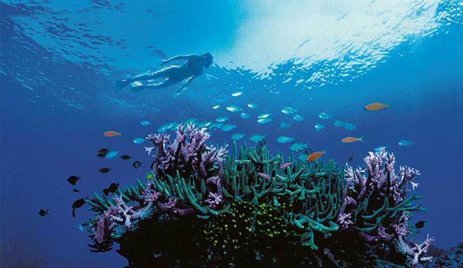 La Gran Barrera de Coral australiana