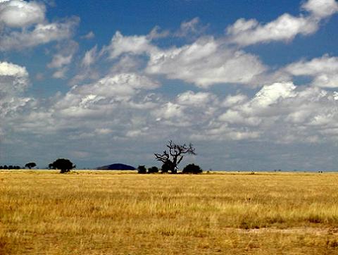 Resultado de imagen de Sabana en Kenia.