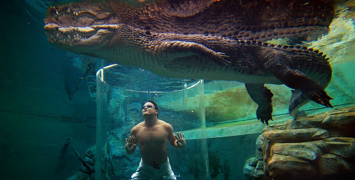 Crocosaurus Cove1