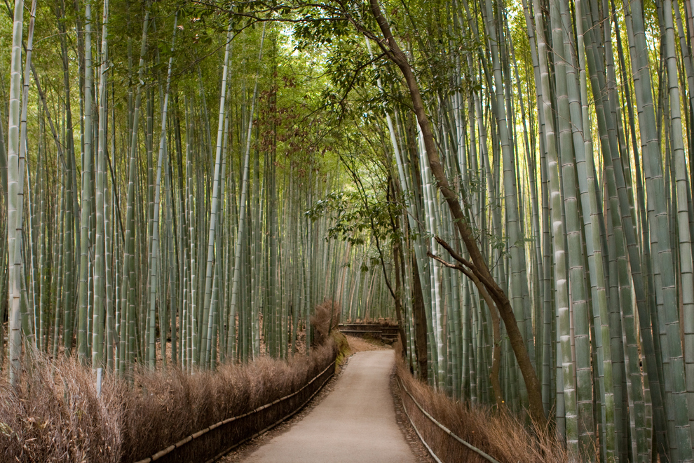 caminos de bambu de arashima en kyoto