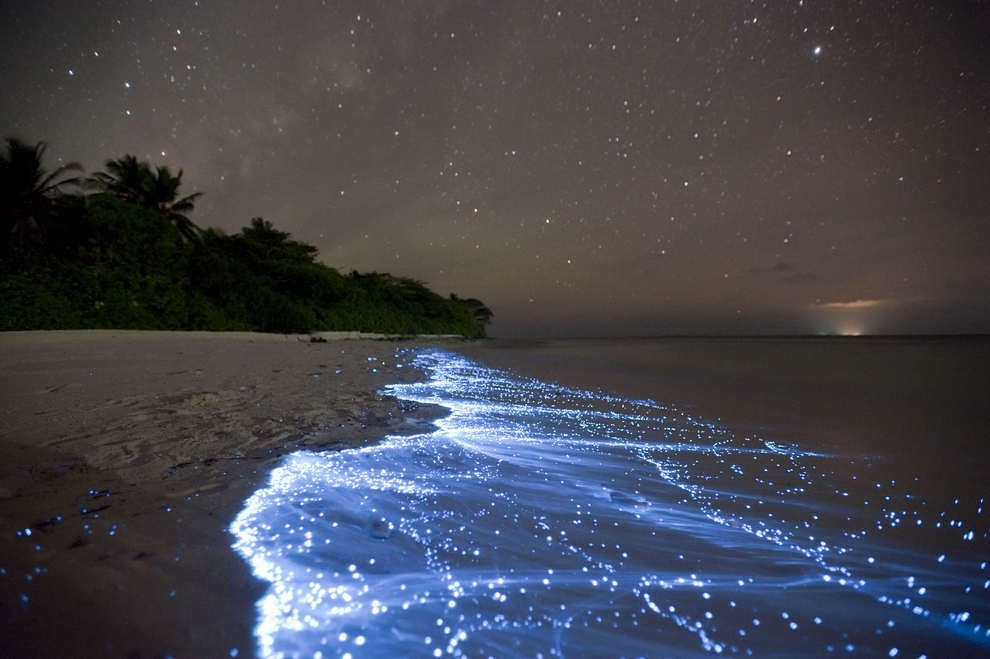 mar de estrellas isla Vaadhoo Maldivas