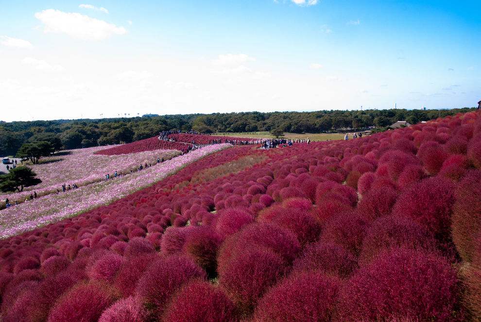 parque Hitachi en Hitachinaka japon