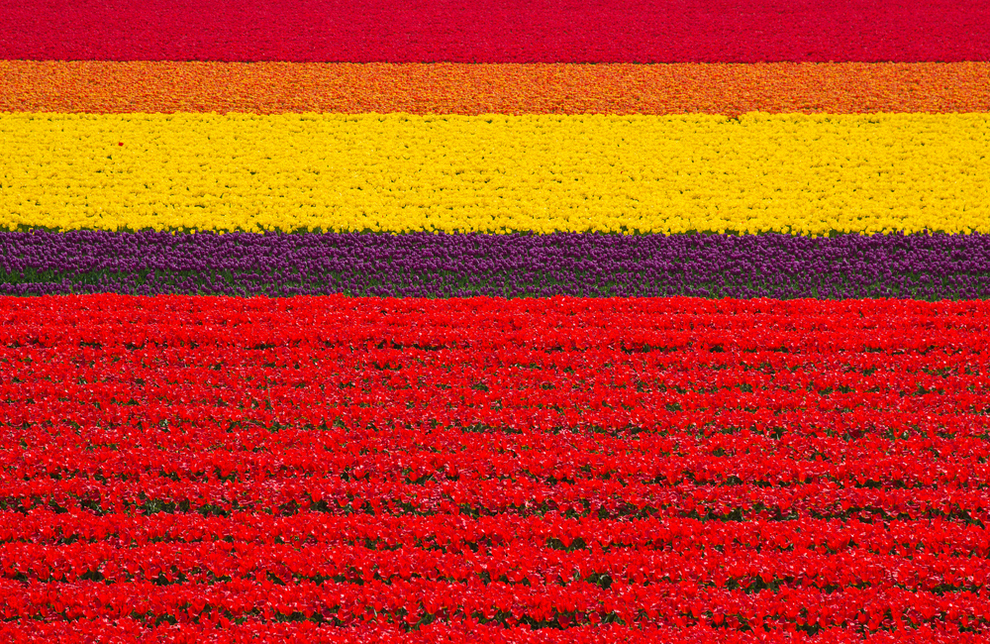 praderas de tulipanes Holanda