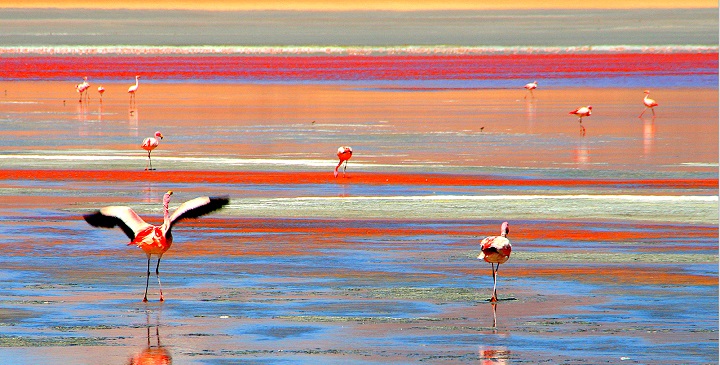 Laguna Colorada