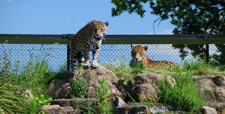 Chester Zoo