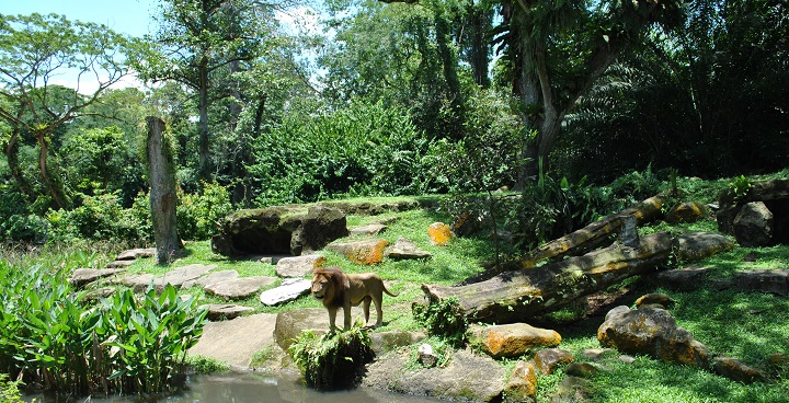 Singapore Zoo