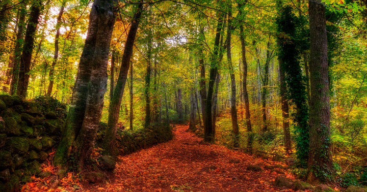 La Fageda den Jorda