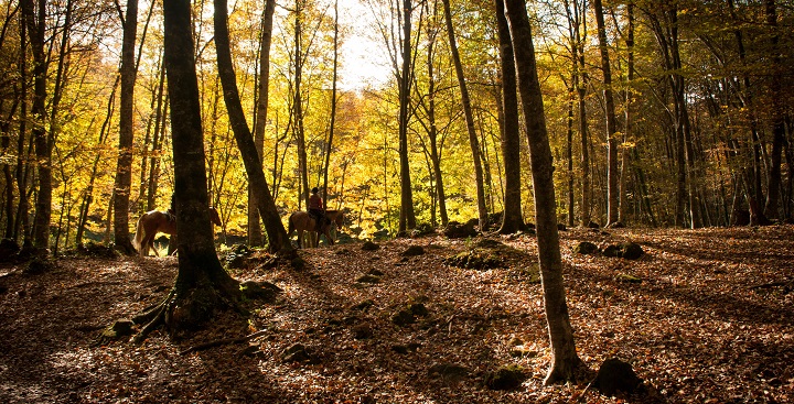 La Fageda den Jorda1