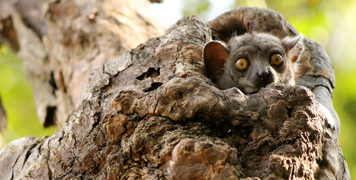 Parque Nacional Tsingy Madagascar4