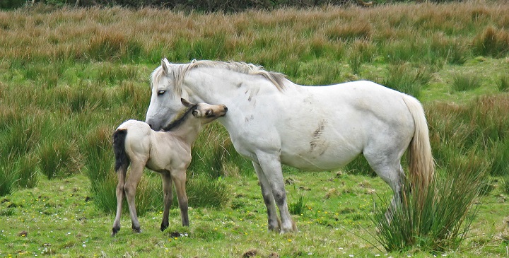 Parque Nacional de Connemara Irlanda5