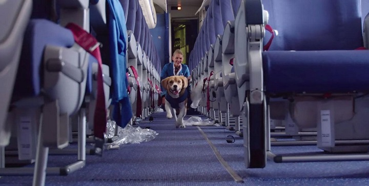 volar con animales1