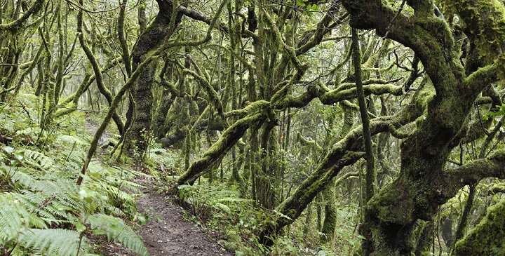 Parque Nacional Garajonay1