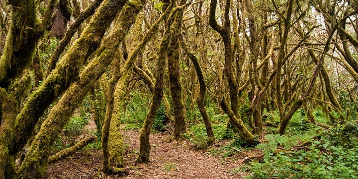 Parque Nacional Garajonay2