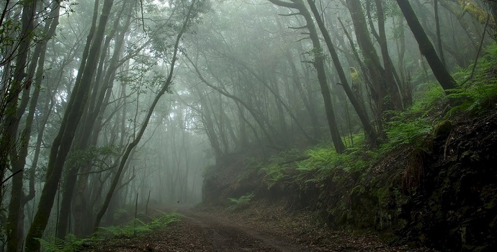 Parque Nacional Garajonay3