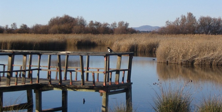 Parque Nacional de las Tablas de Daimiel2