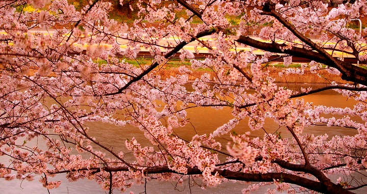 cerezos en flor