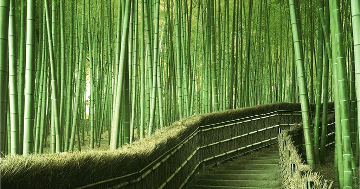 Bosque bambu Kyoto