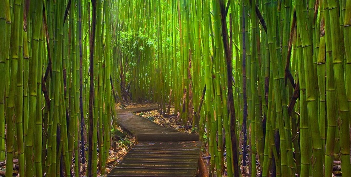 Bosque bambu Kyoto1