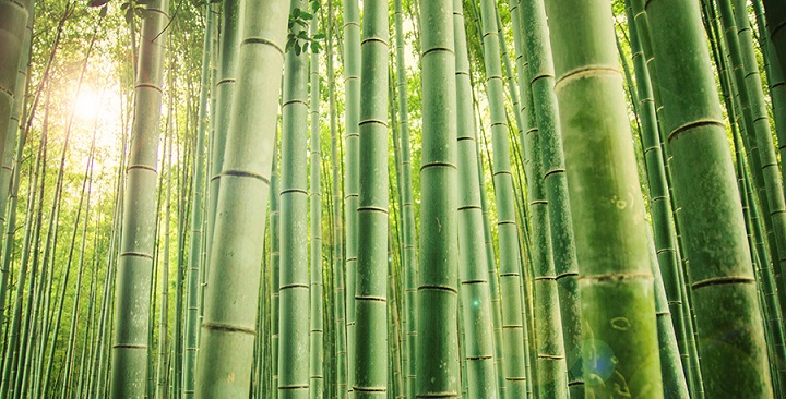 Bosque bambu Kyoto2