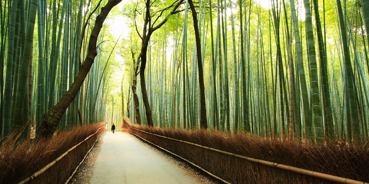 Bosque bambu Kyoto3