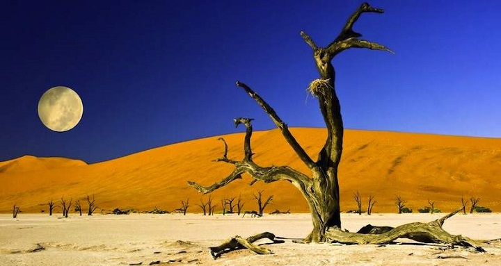 El cementerio de árboles en Namibia