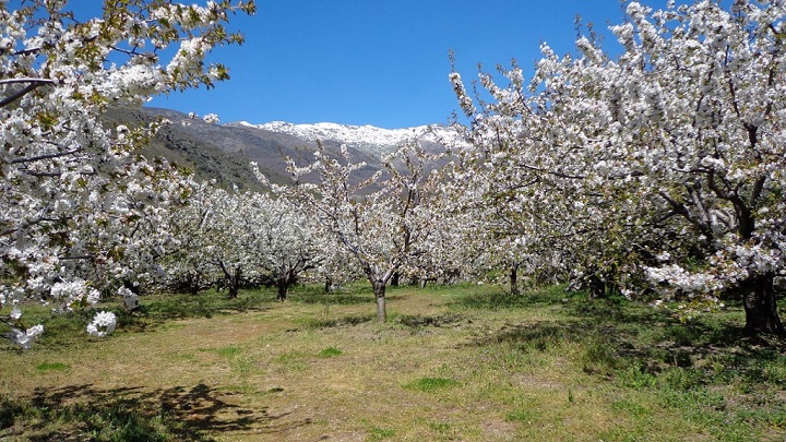 Valle del Jerte Extremadura