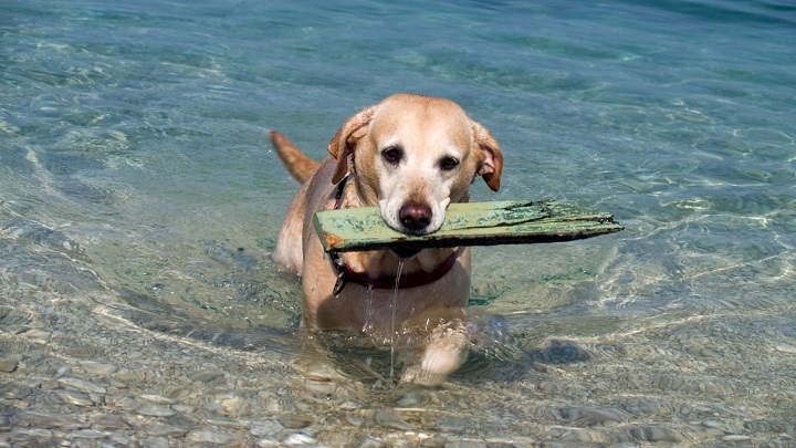 perro en la playa