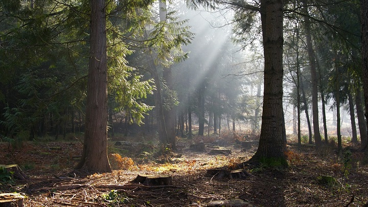 Bosque de Dean Inglaterra