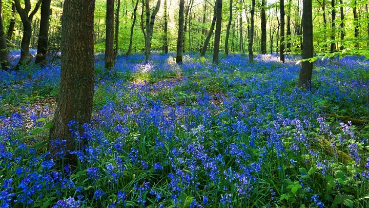 Bosque de Dean Inglaterra1