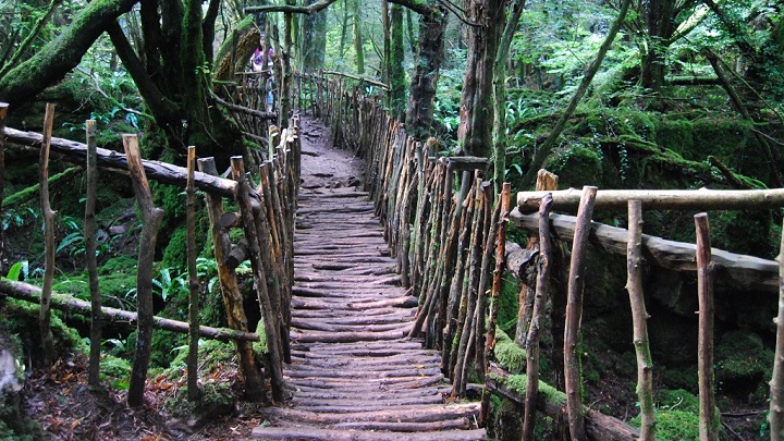 Bosque de Dean Inglaterra2