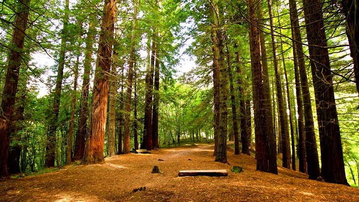 Monumento Natural de las Sequoias del Monte Cabezon Cantabria