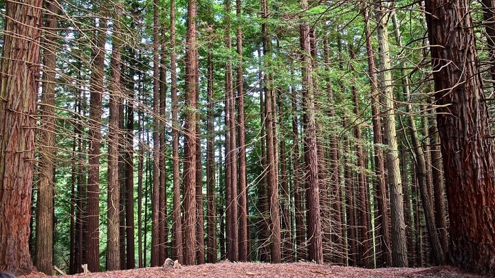 Monumento Natural de las Sequoias del Monte Cabezon Cantabria1