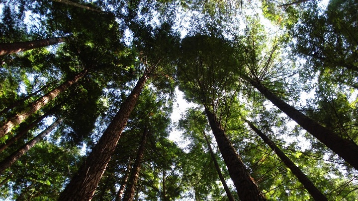 Monumento Natural de las Sequoias del Monte Cabezon Cantabria2