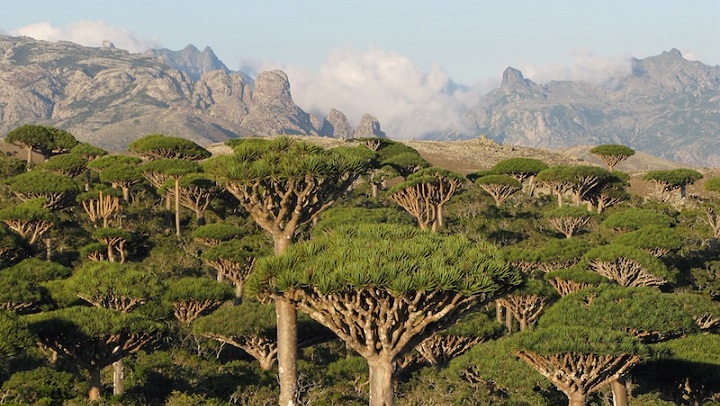 Socotra Yemen2