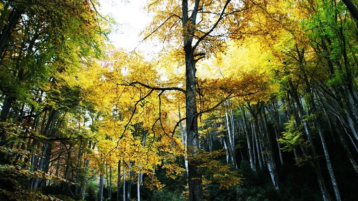 Fageda de la Grevolosa Barcelona1