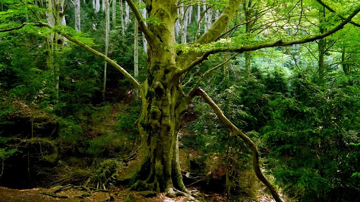 Fageda de la Grevolosa Barcelona2