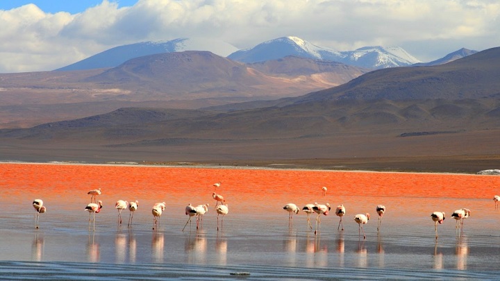 Laguna Colorada