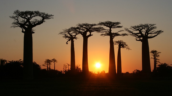 Valle de los Baobabs