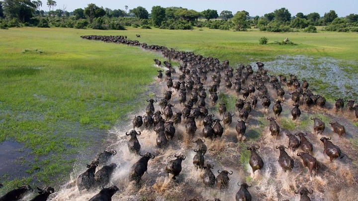 Okavango