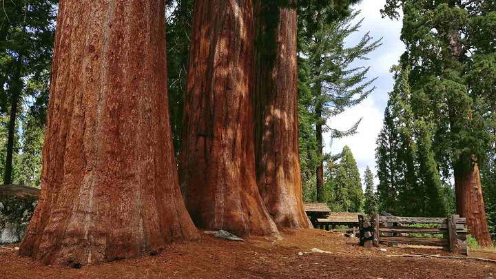 Giant Forest