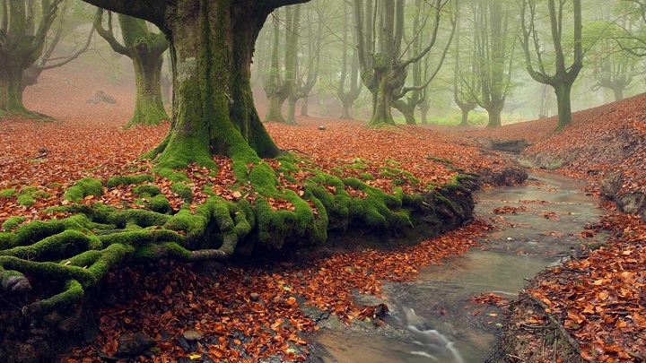 Parque Natural de Gorbeia