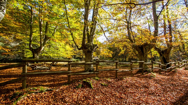 Parque Natural de Gorbeia1