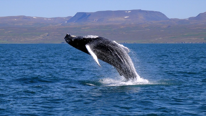 ballenas