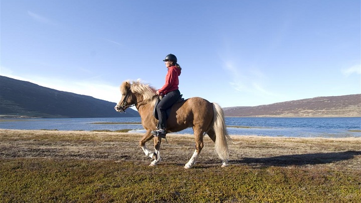 caballo