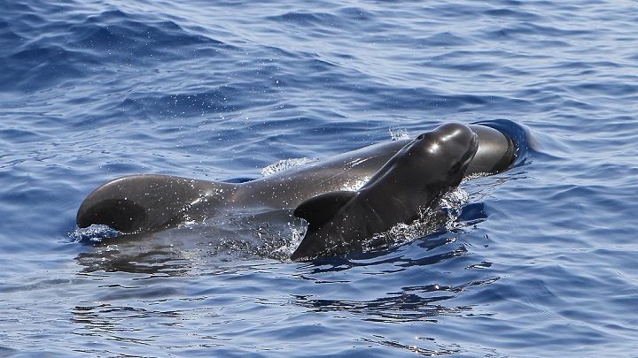 isla la gomera1