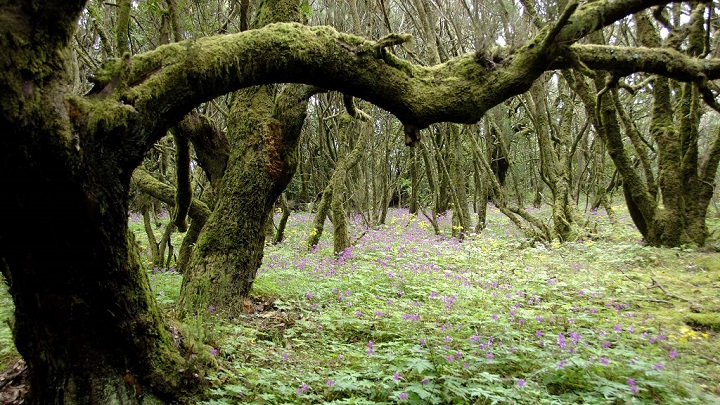 isla la gomera2