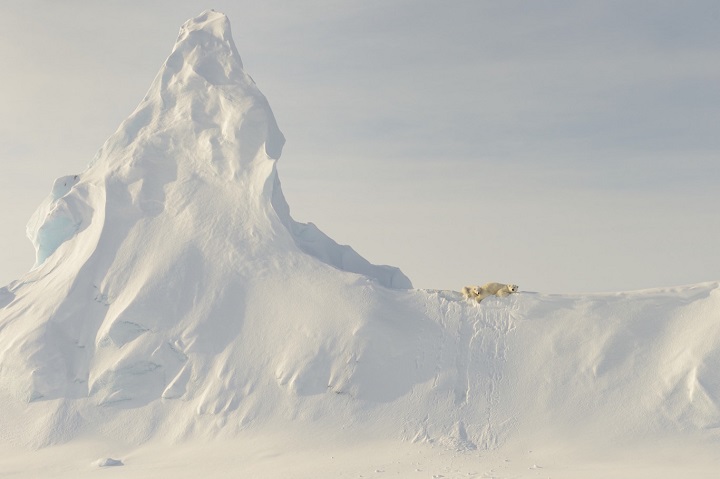 Bears on a Berg