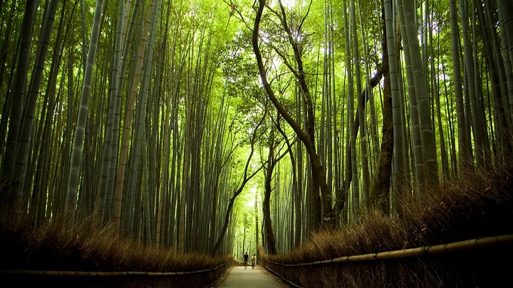 Bosque de bambu Sagano