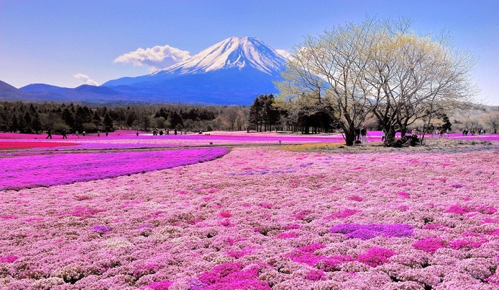 Campos de Shibazakura